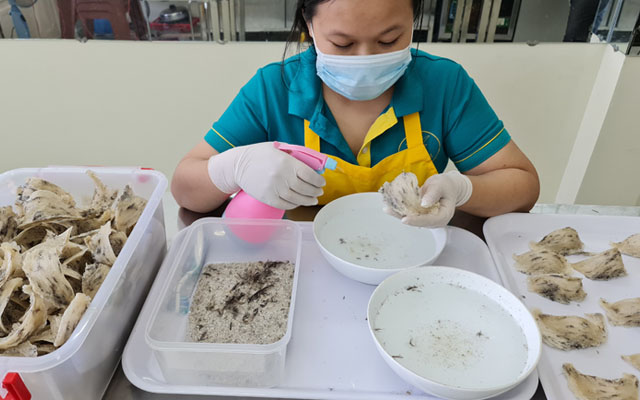 Quy trình yến sào - sơ chế tổ yến thô