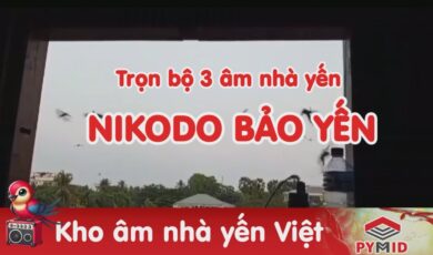 Trọn bộ 3 âm thanh nhà yến NIKODO Bảo Yến