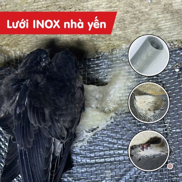 Lưới inox nhà yến