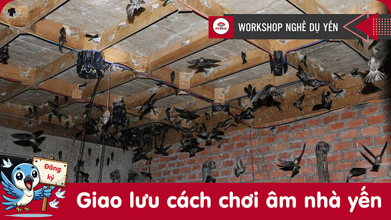 Workshop chơi âm nhà yến