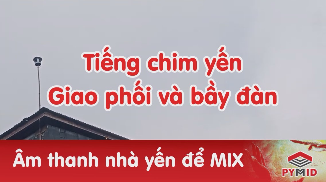 Tiếng chim yến giao phối, bầy đàn