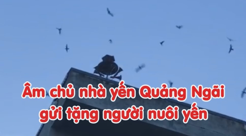 Âm chủ nhà yến Quảng Ngãi chia sẻ gửi tặng đến người nuôi yến