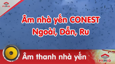 Âm thanh nhà yến Conest (Ngoài, dẫn, ru)