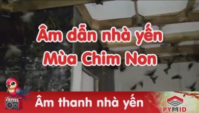 âm dẫn nhà yến mùa chim non ra ràng