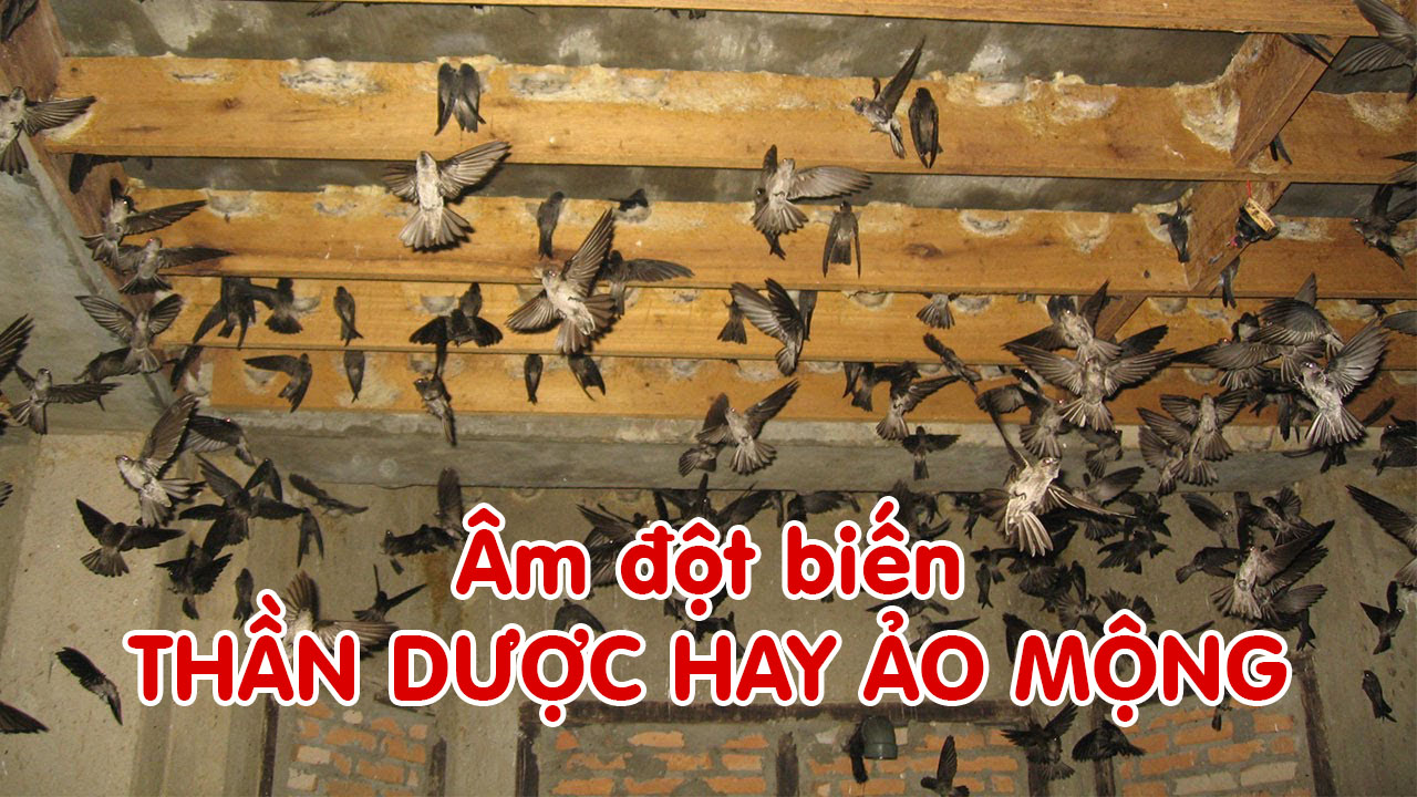 âm đột biến "Thần dược" hay là sự "Ảo Mộng"