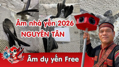 Âm ngoài nguyên tân 2026