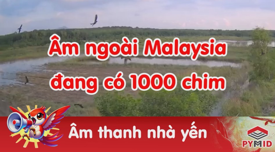 âm ngoài nhà yến malaysia
