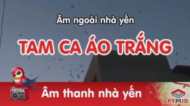 Âm thanh nhà yến Tam Ca Áo Trắng