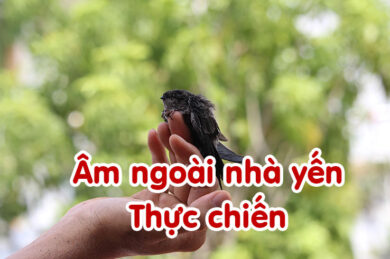 Âm ngoài nhà yến thực chiến