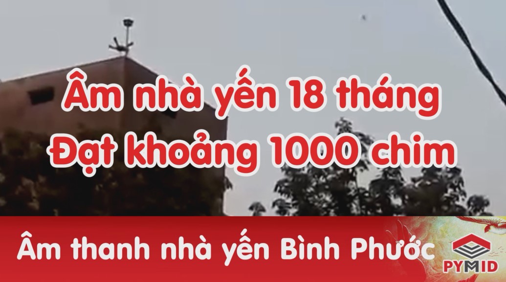 Âm thanh nhà yến 18 tháng có 1000 chim tại Bình Phước