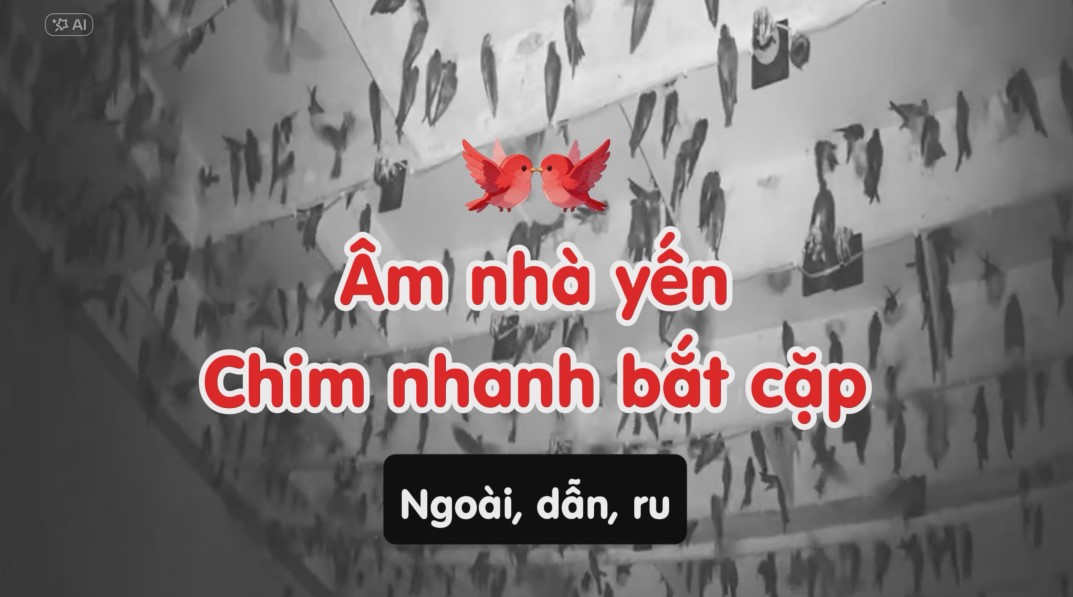 Âm thanh giúp chim yến nhanh bắt cặp
