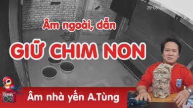 Âm nhà yến giữ chim non