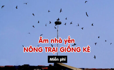 Âm nhà yến nông trại giồng kè miễn phi