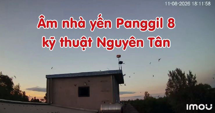 Âm thanh nhà yến Panggil 8 - Kỹ thuật nguyên tân 2026