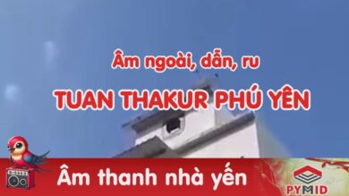 Bộ 3 âm thanh nhà yến Takur Phú Yên - Ngoài dẫn ru