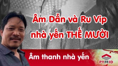 Âm thanh nhà yến thế mười - Âm dẫn nhà yến thế mười