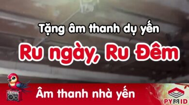 Âm ru ngày, âm ru đêm trong nhà yến