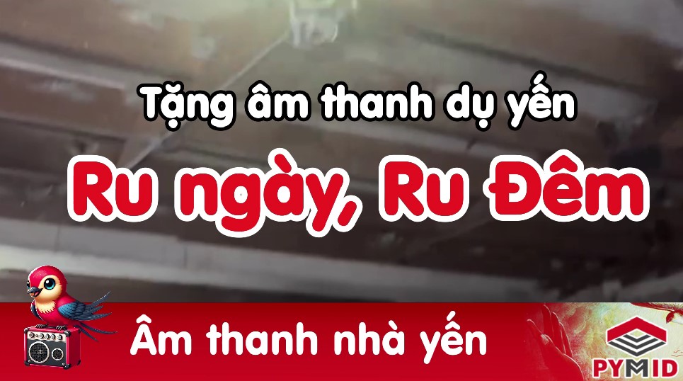 Âm ru ngày, âm ru đêm trong nhà yến