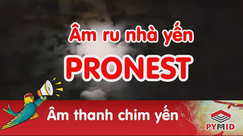 Âm ru nhà yến Pronest