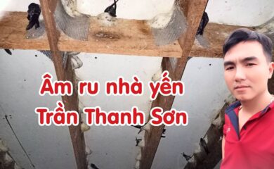 Âm ru nhà yến Trần Thanh Sơn