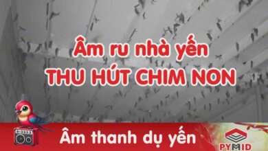 Âm ru nhà yến thu hút chim non ở lại - Akau 2014