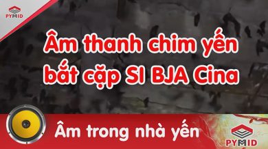 Âm thanh chim yến SI BJA CINA