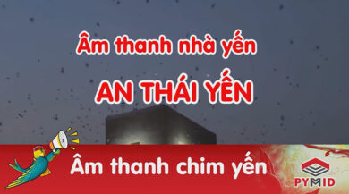 Âm thanh nhà yến An Thái Yến