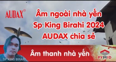 Âm thanh nhà yến Audax - Sp king birahi 2024