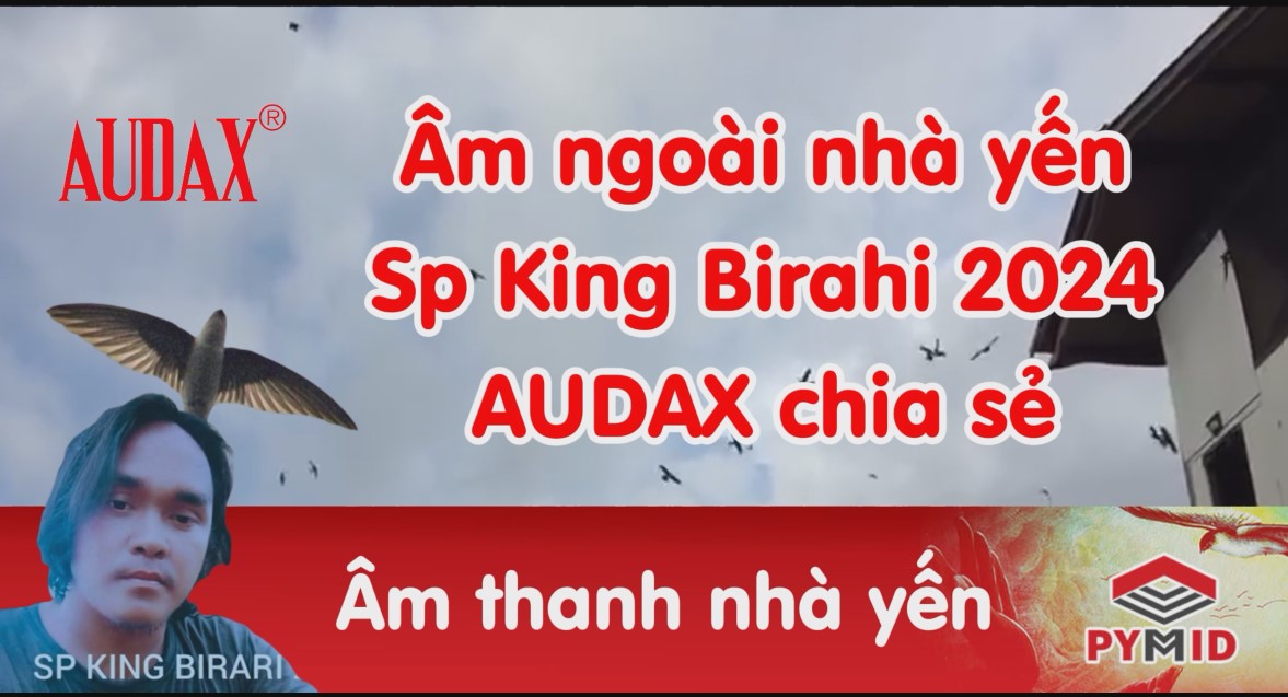 Âm thanh nhà yến Audax - Sp king birahi 2024