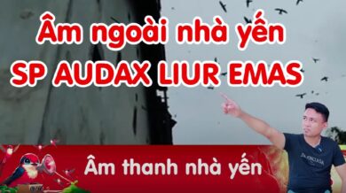 Âm thanh nhà yến Audax - Sp Audax Liur Emas