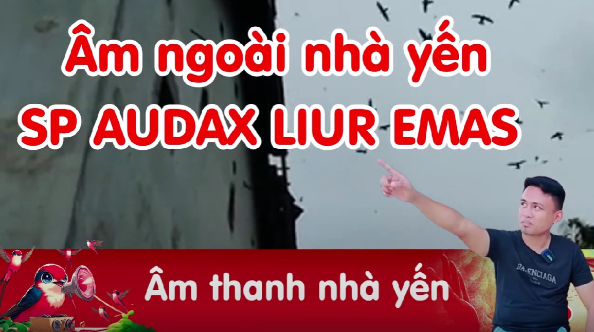 Âm thanh nhà yến Audax - Sp Audax Liur Emas