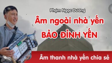 Âm thanh nhà yến Bảo Đỉnh Yến - Kỹ thuật dụ yến Phạm Ngọc Dương