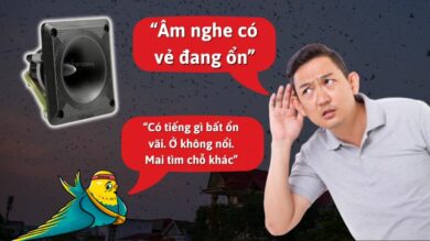 Âm thanh nhà yến có ổn không