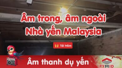 Âm thanh nhà yến Malaysia (ngoài và trong)