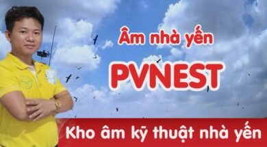 âm thanh nhà yến Pvenst