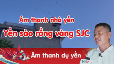Âm thanh nhà yến rồng vàng SJC