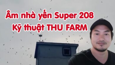 Âm thanh nhà yến Thu Farm
