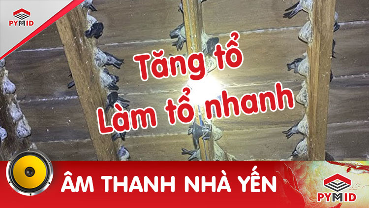 Âm thanh nhà yến kích thích chim yến làm tổ và tăng tổ yến nhiều hơn