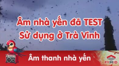 Âm thanh nhà yến trà vinh đã test ok trên loa phóng và miệng lỗ