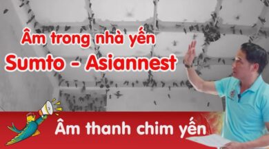 Âm ru nhà yến Asiannest