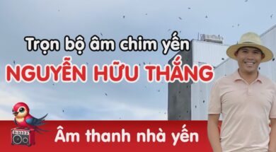 Âm thanh chim yến gia phú