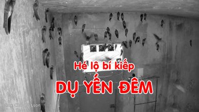 hé lộ bí kiếp dụ yến đêm vào nhà