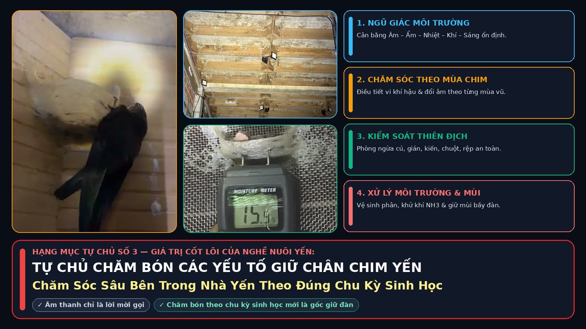Tự chủ chăm bón ổn định các yếu tố giữ chân chim yến trong tự chủ vận hành nhà yến