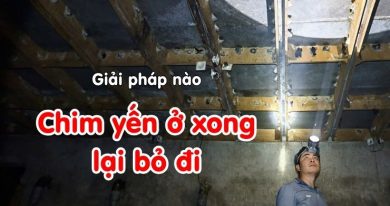 Chim yến ở xong lại bỏ đi