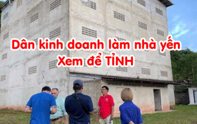 Dân kinh doanh làm nhà yến xem để tỉnh