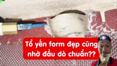 Đầu dò nhà yến