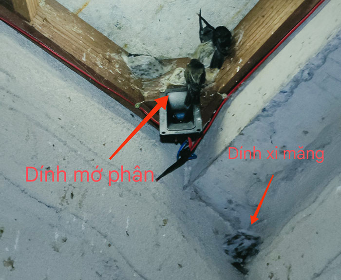 Tổ yến bị dính phân