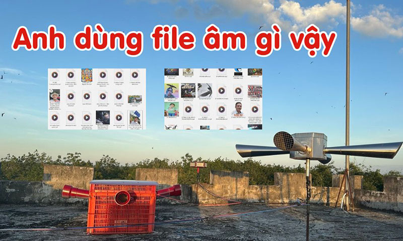 Anh dùng file âm thanh nhà yến gì vậy
