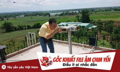 Góc khuất về file âm chim yến - Điều ít ai muốn nói