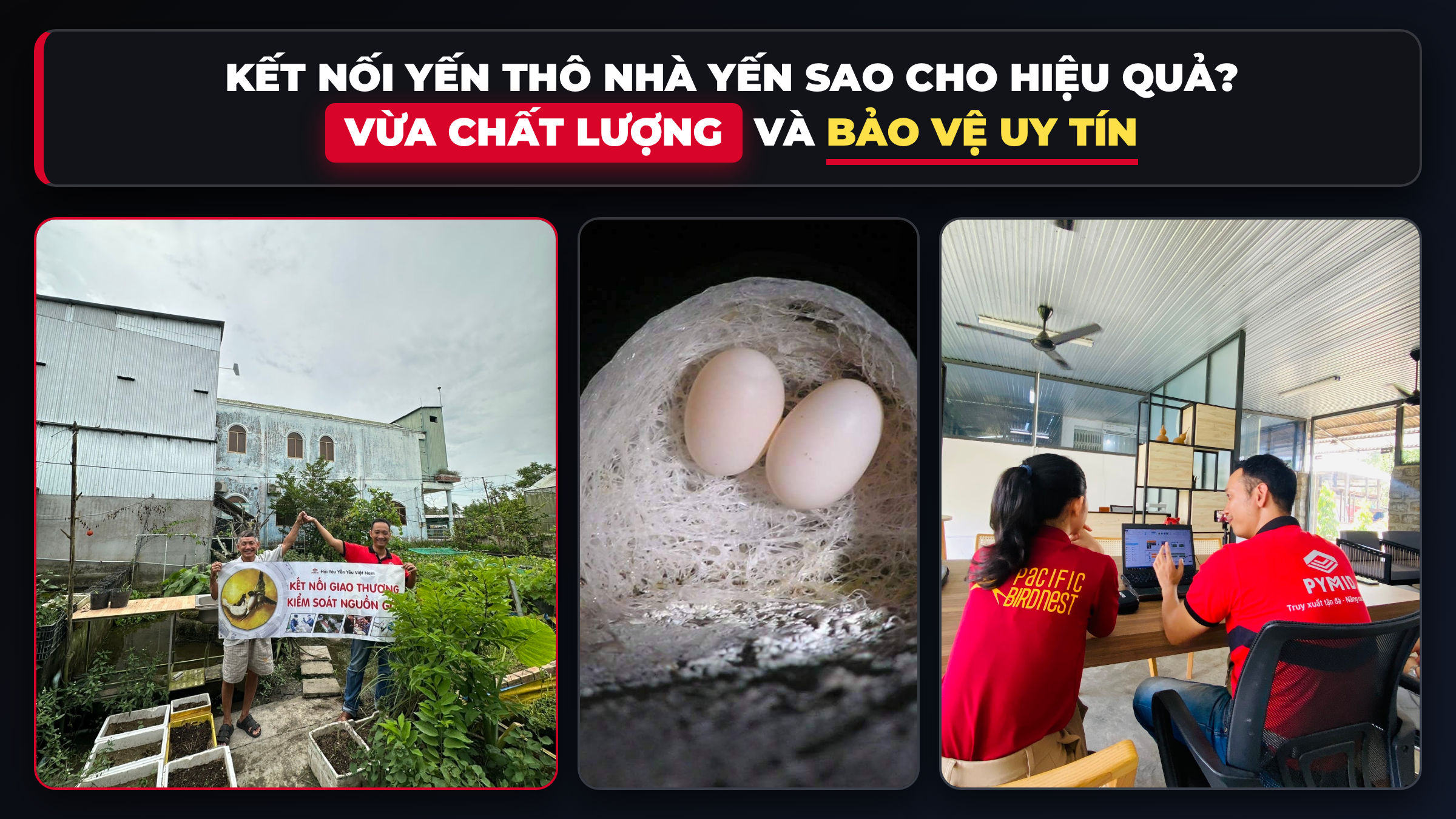 Kết nối yến thô nhà yến sao cho hiệu quả vừa chất lượng và bảo vệ uy tín